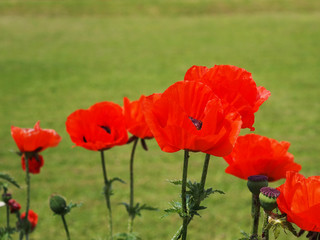 Poppy flowers growing in nature. Lawn in background.