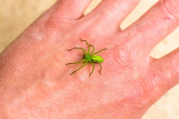 A beautiful green spider sits on a man's hand. This is the adult female Micrommata virescens.
