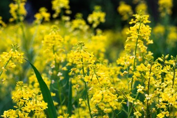 In a forest glade, under the bright rays of the sun, many flowers of yellow color grow. These flowers are called colza.
