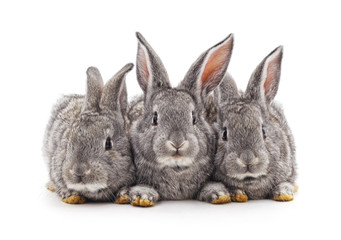 Three small rabbits.