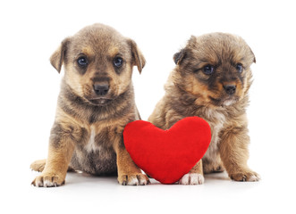 Two puppys with a toy heart.