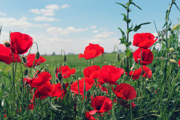 Obraz premium poppies blooming in the wild meadow