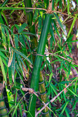 Bamboo stem with green joints