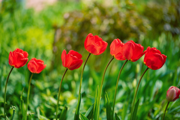 red tulips that grow in my garden