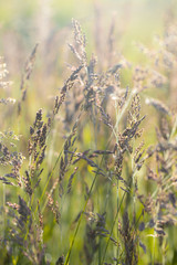 wild grasses