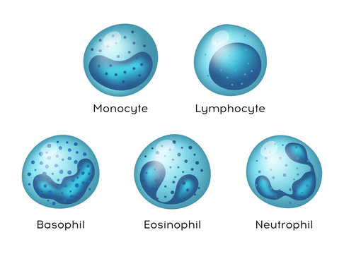 Vector blood cells. Illustration of Monocyte,   Lymphocyte, Eosinophil, Neutrophil, Basophil .