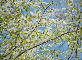 Cherry blossoms in full bloom