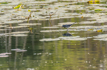 Birds in a pond. Lily on the water