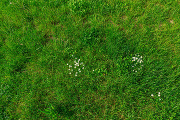 Wiese Draufsicht Blümchen