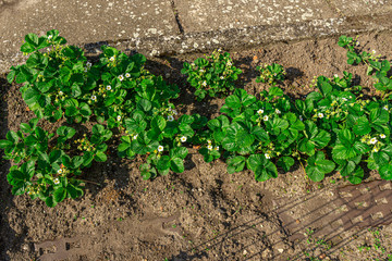 Erdbeere Pflanzen Draufsicht