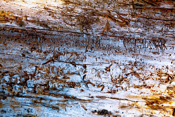 Old beautiful rich brown wood texture background