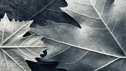 Close-up of plane tree leaves, natural background