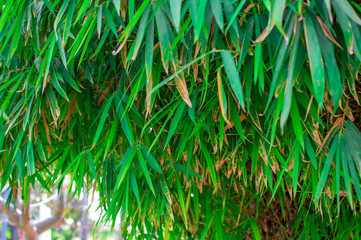 Bamboo tree in the small forest area