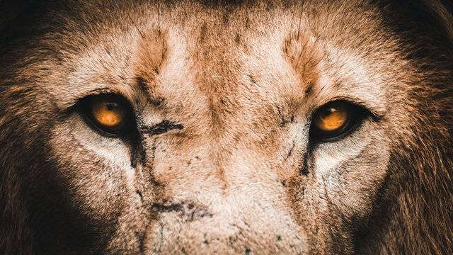 Lion Eyes Portrait Up Close