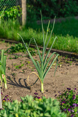 Lauch im Beet