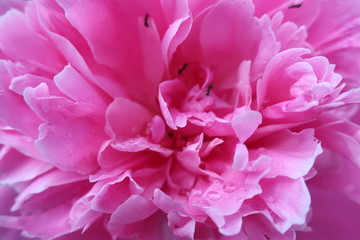 flowers peony close-up background dew on flowers white pink bouquet