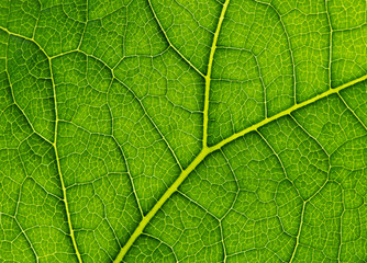 Green leaf background texture, macro