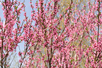 Blooming sakura flowers at spring