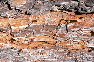 Pine tree bark texture background.