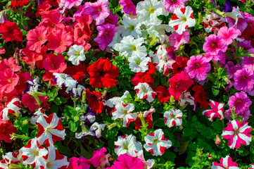 Pink red flowers of various colors