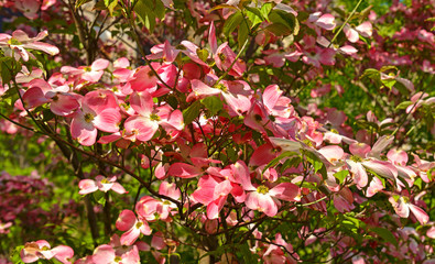 Pink dogwood (Cornus Florida Rubra), type of flowering tree that produces brightly colored pink flowers