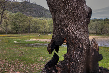 Close-up of an old tree