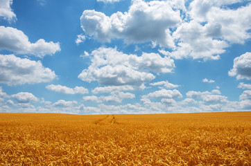 Gold wheat field and blue sky