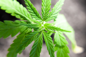 Beautiful sheet of cannabis in the defocus. Hemp plant close-up. Sprout of medical marijuana plant macro growing