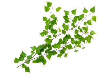 Green leaves birch tree branch isolated on white background.