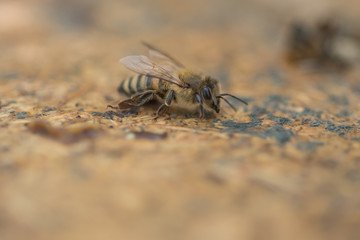 A lot of bees crawling on sealed honeycombs