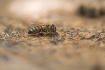 A lot of bees crawling on sealed honeycombs