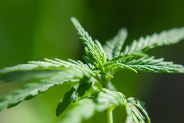 Sprout of medical marijuana plant macro growing indoor. Cannabis plant close-up. Hemp sprout plant on beautiful blurred background