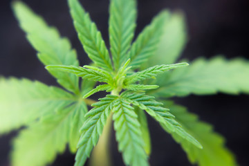 Hemp sprout plant macro on a beautiful blurred background. Texture of young marijuana plant escape from the first leaves