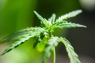 Hemp sprout plant macro on a beautiful blurred background. Texture of young marijuana plant escape from the first leaves