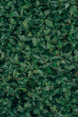 Green leaves wall background