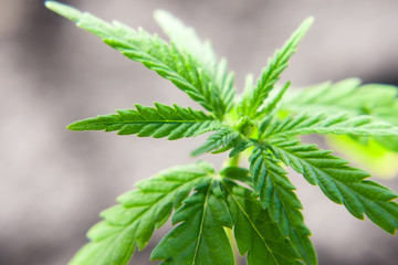 Green cannabis leaf close-up with blurred background. Medical hemp, the concept of the production of CBD products. Marijuana seedling macro