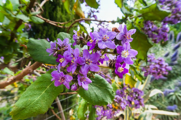 purple Ipomea flowers fon a hiking trail between soller and deia in mallorca