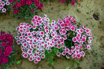 Pink flowers and its bunch on display
