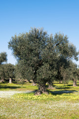 Fototapeta premium Olive trees in Puglia Region, South Italy, Summer season, natural light