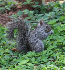 Nature Lover