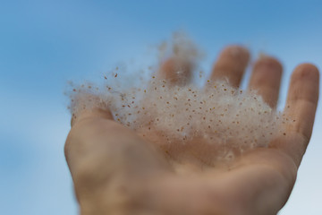 Poplar fluff in hand against the blue sky. Weightlessness, lightness, allergies