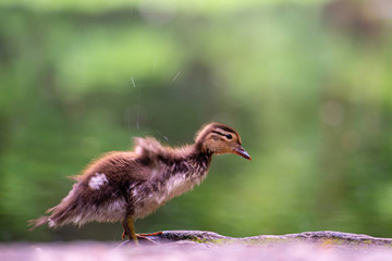 Beautiful puppy of mandarin duck.