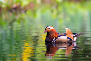 Mandarin duck swimming in a pond