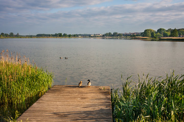 Kaczki, molo i jezioro © Mariusz Stoszewski