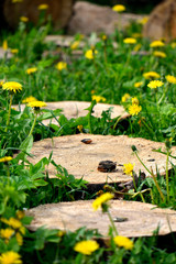frog in the garden