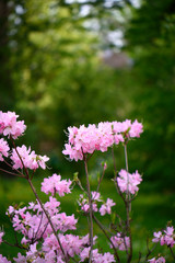 pink flowers in the garden