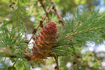 young pine cone on a branch