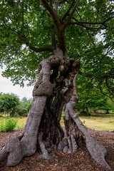 Fototapeta na wymiar Old oak tree in Burnham Beeches near London