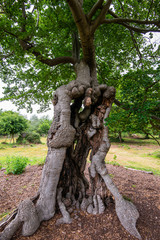 Old oak tree in Burnham Beeches near London