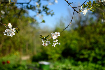 white flowers in spring